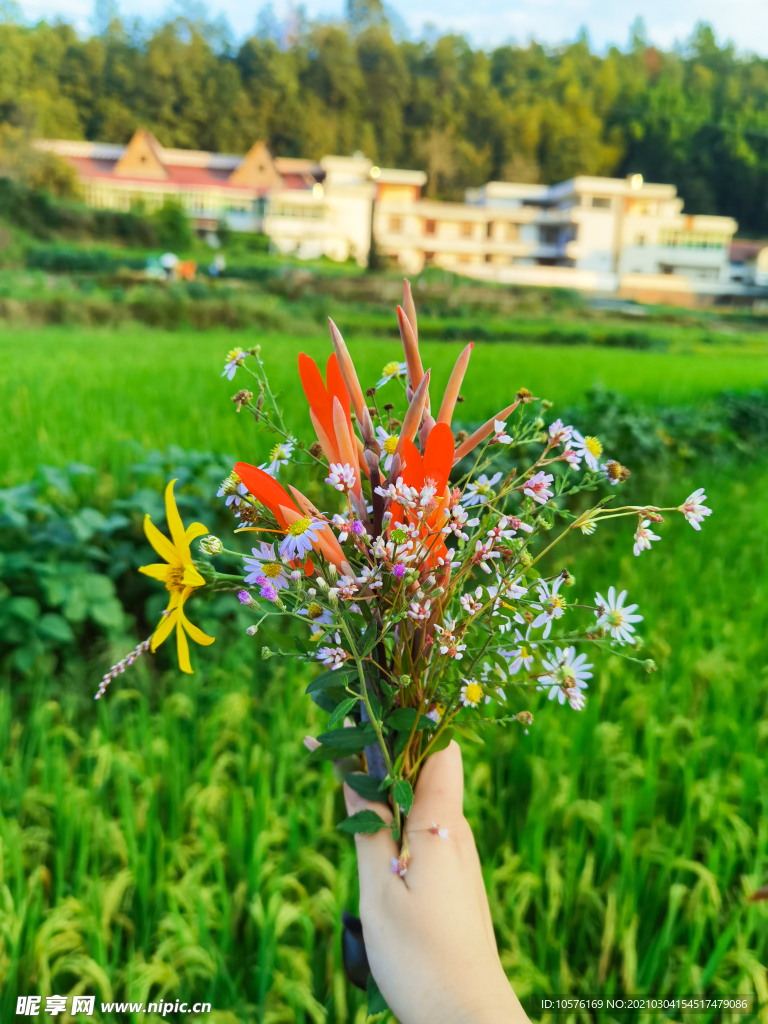 小捧花 自然美