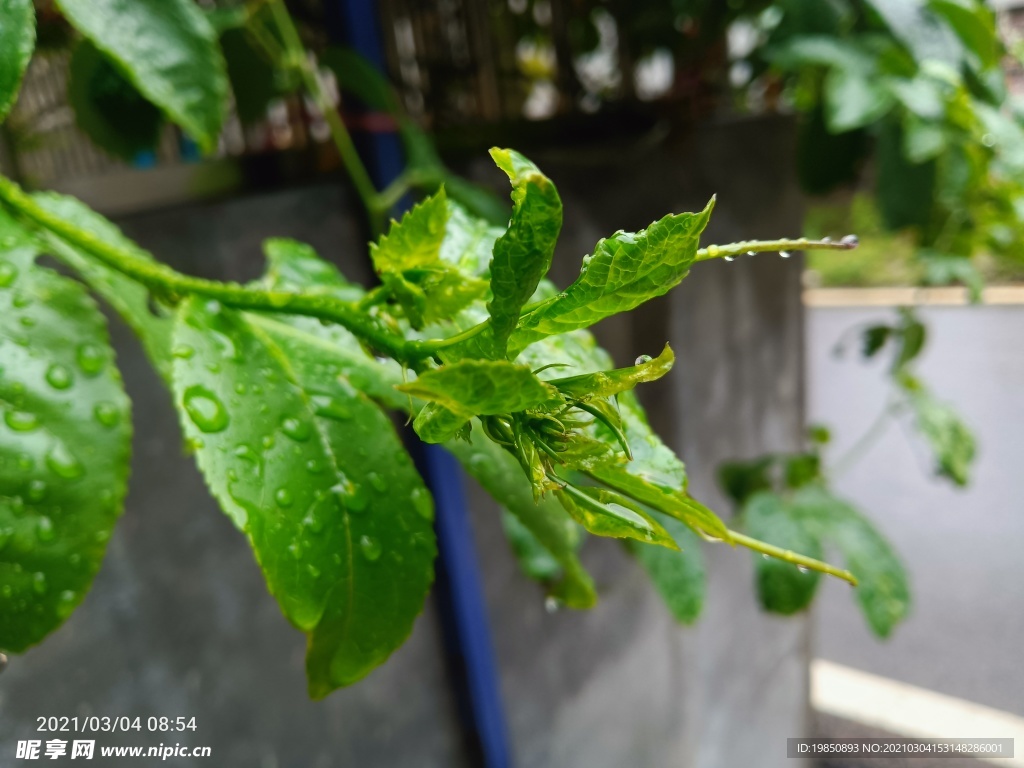 绿植 盆栽植物 盆栽绿植 植物