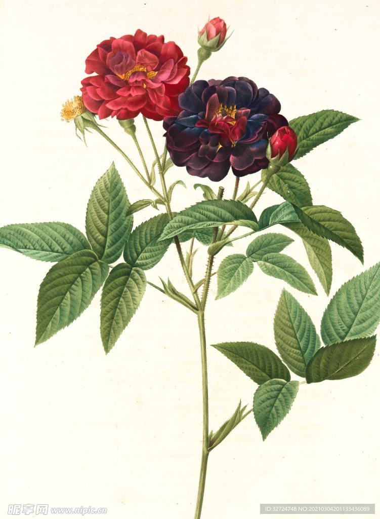 手绘花朵