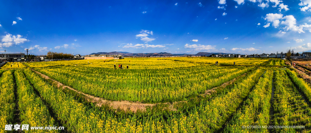 云南大理喜洲古镇油菜花