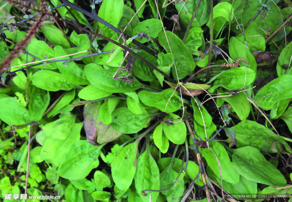 野草