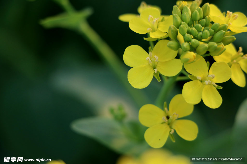 黄色油菜花