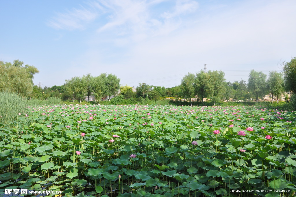 北京某公园夏季荷花池景观