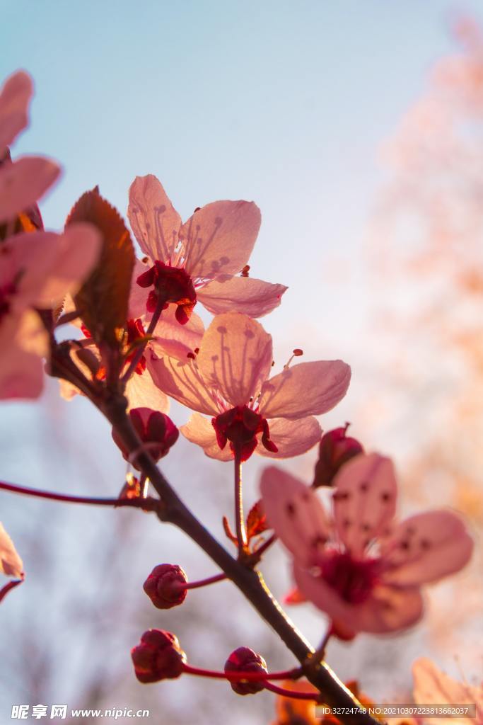 花