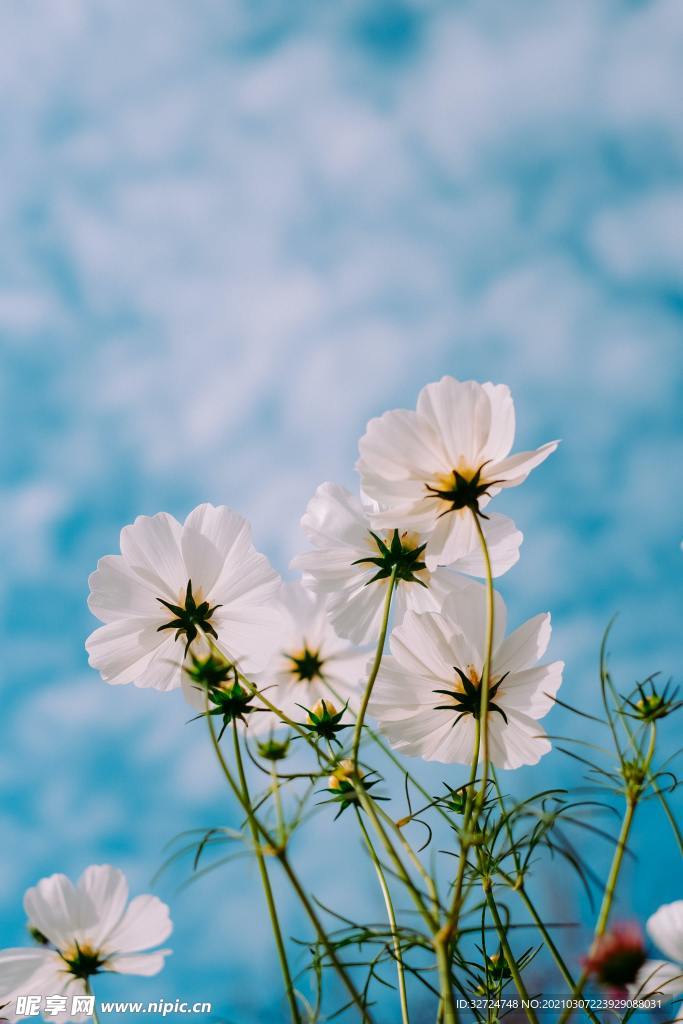 花
