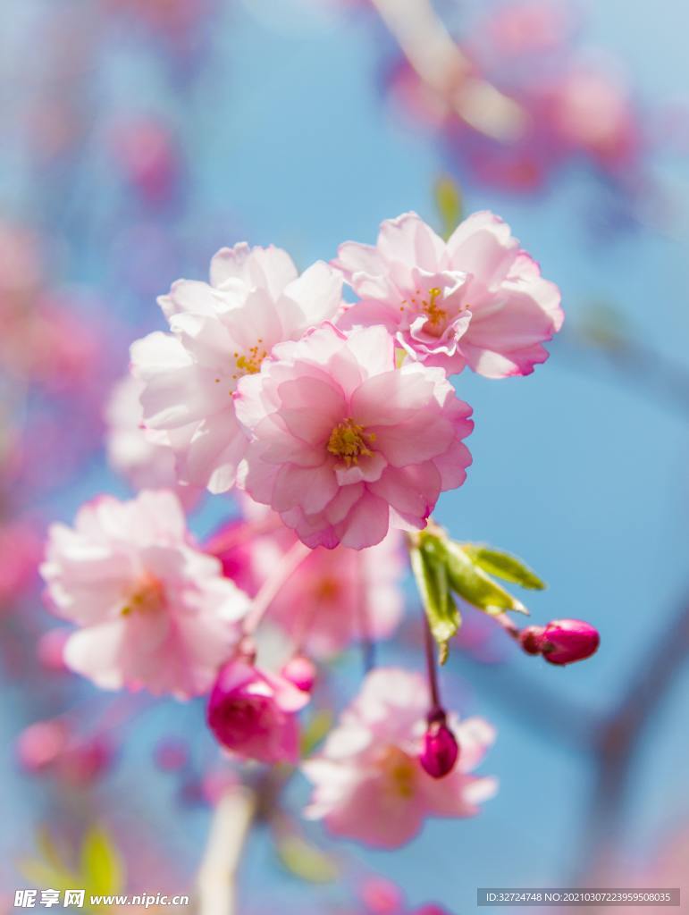 樱花