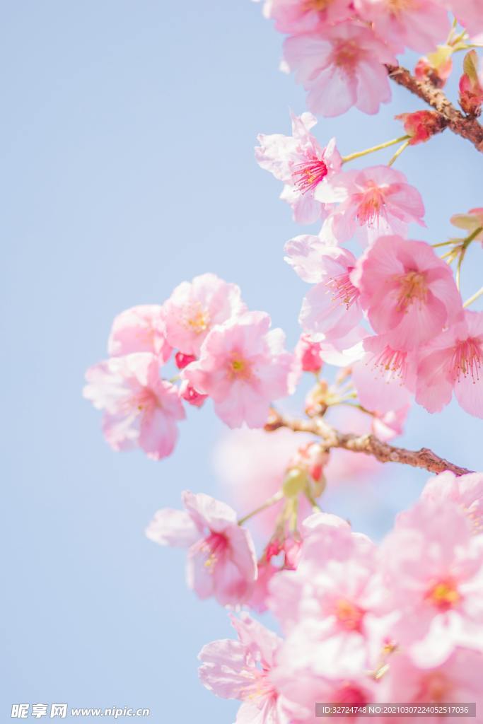 樱花