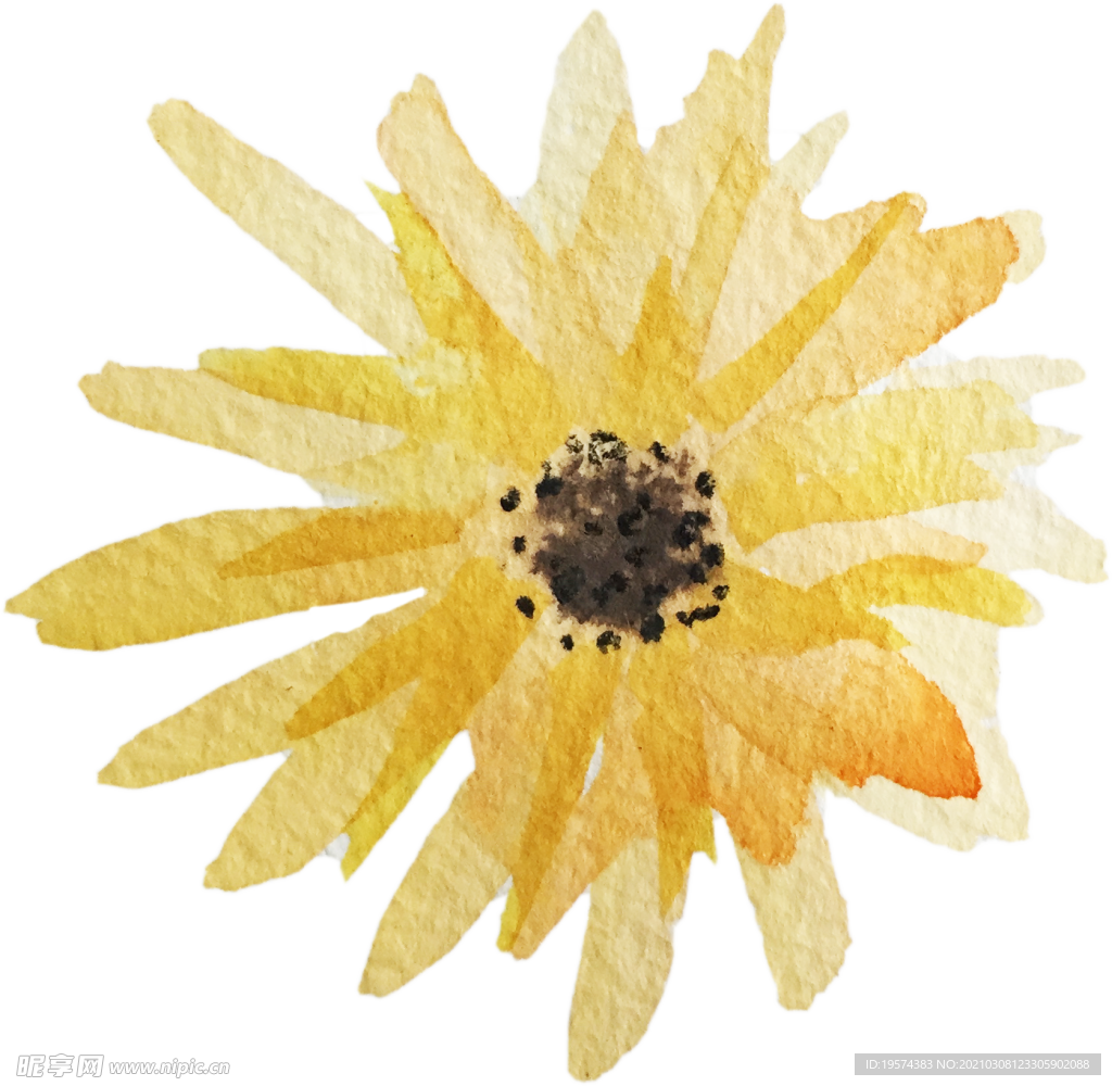 手绘水彩花卉花型花瓣