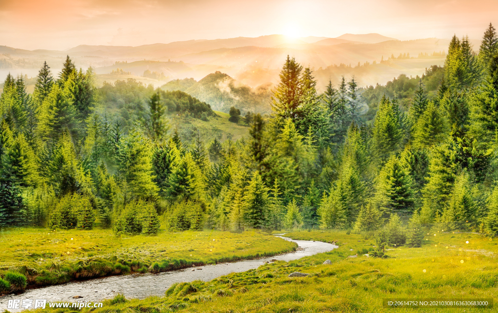 美丽的森林风景