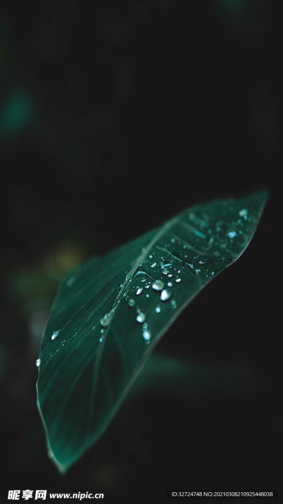 露珠