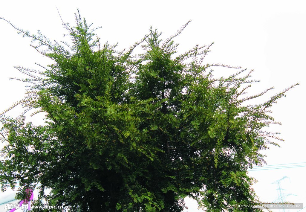 春天    树    风景树