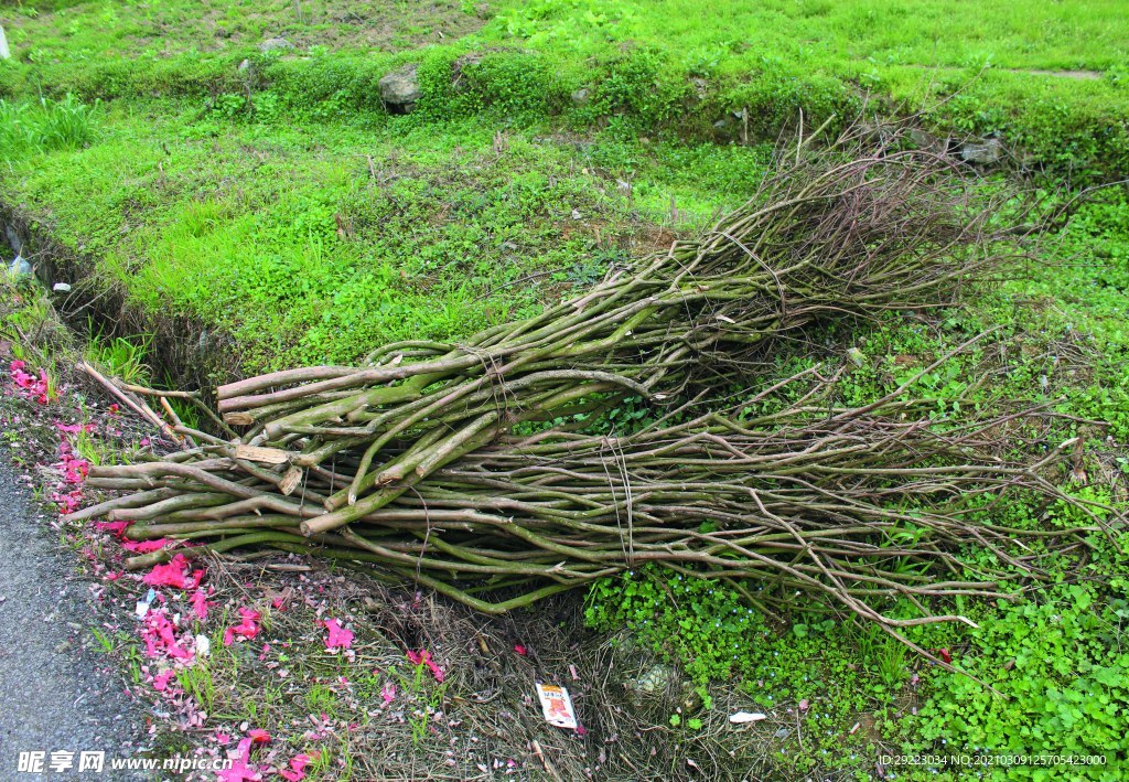 柴   年三十进财门柴