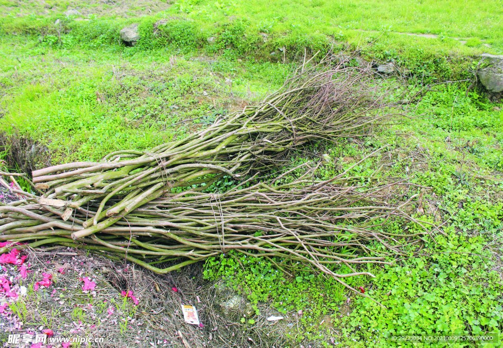 柴  年三十进财门柴