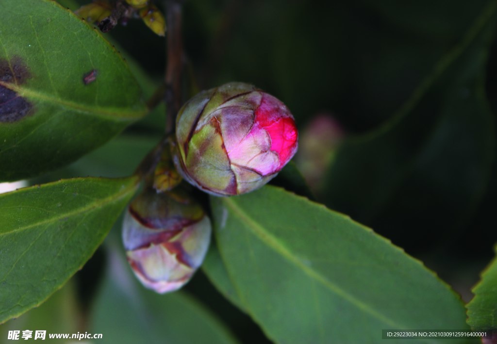 花苞    茶花