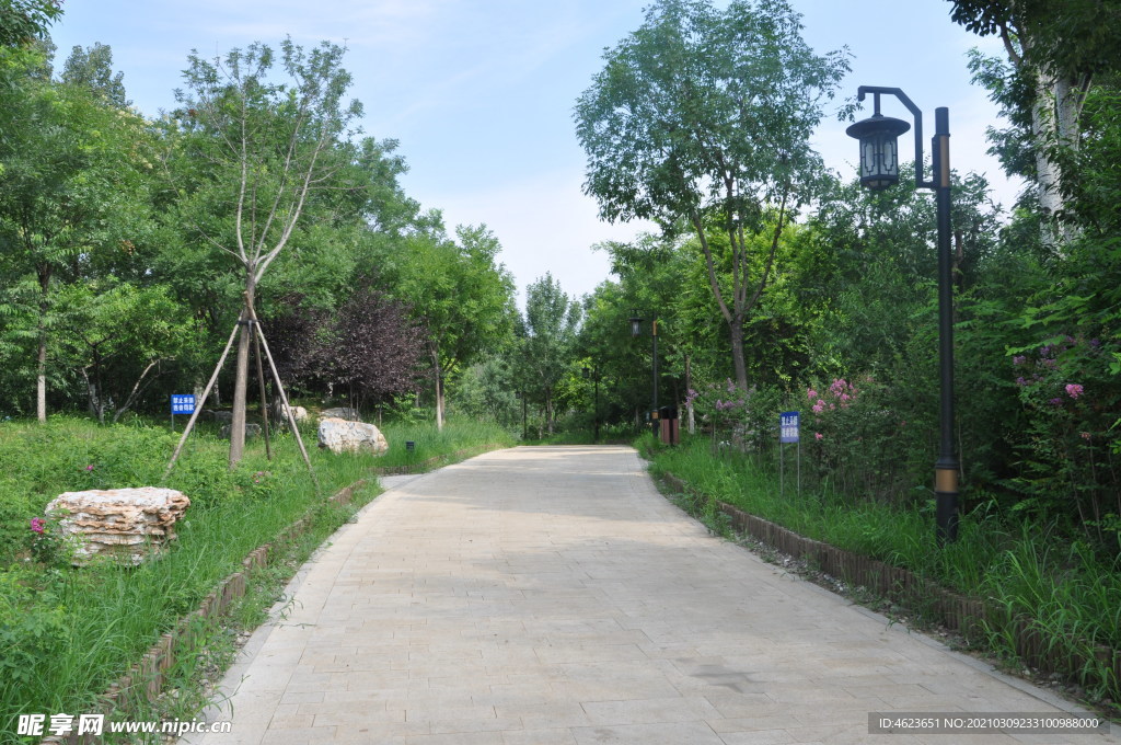 北京某公园园路两侧植物景观