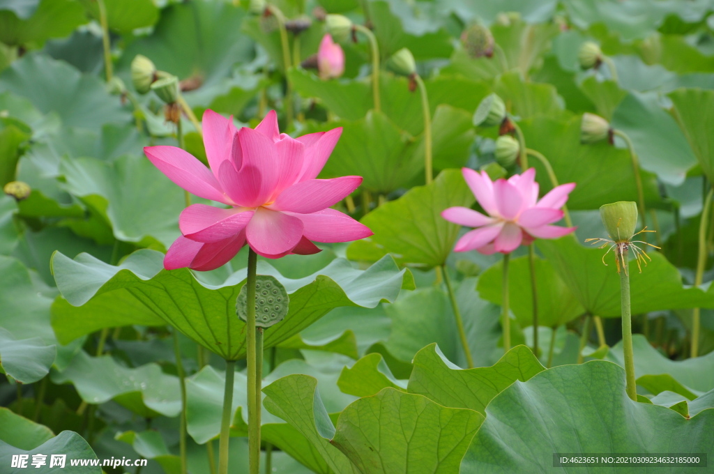 北京某公园夏日荷花
