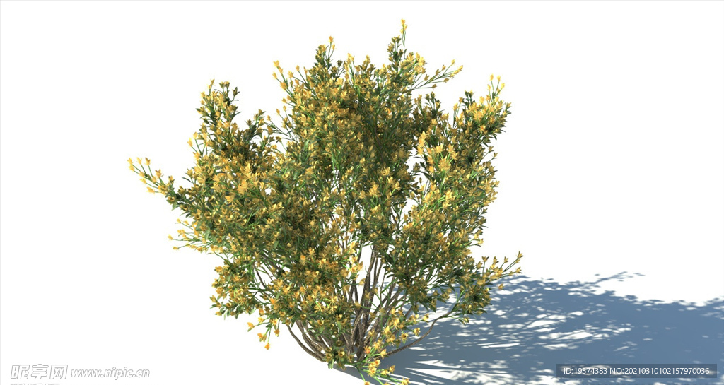 C4D模型树木果树白皮松