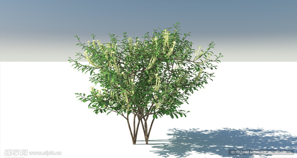 C4D模型树木果树五蕊柳