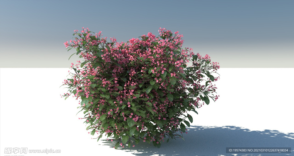 C4D模型树木果树锦带花