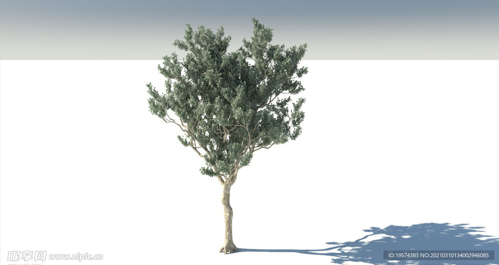 C4D模型白皮松