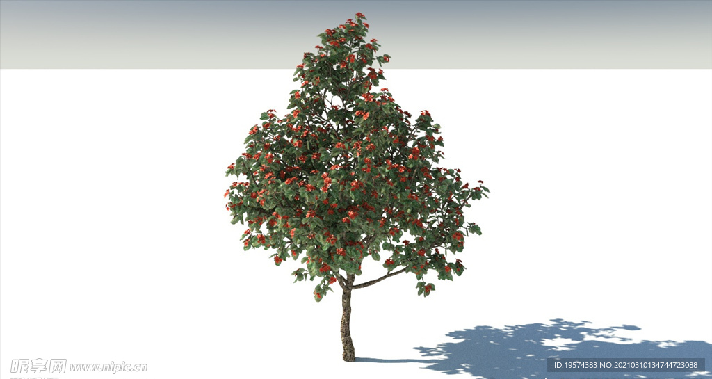 C4D模型花楸树