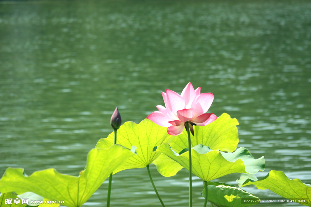 荷花