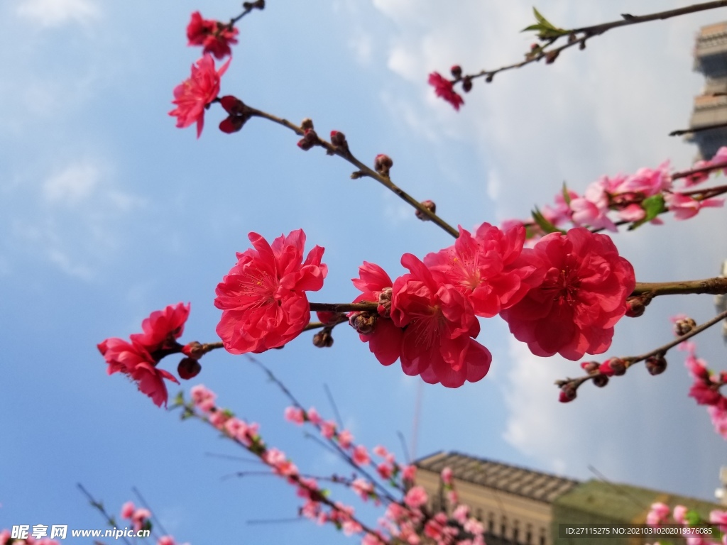桃花