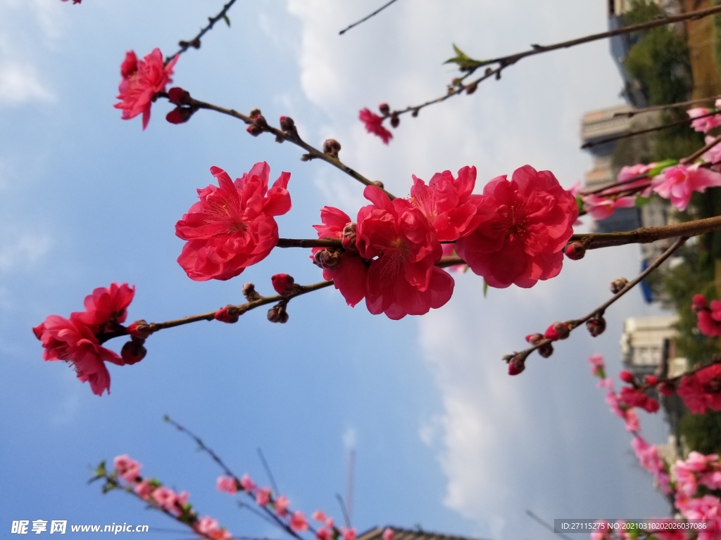桃花