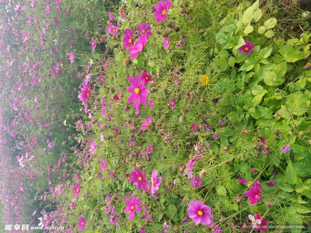 波斯菊