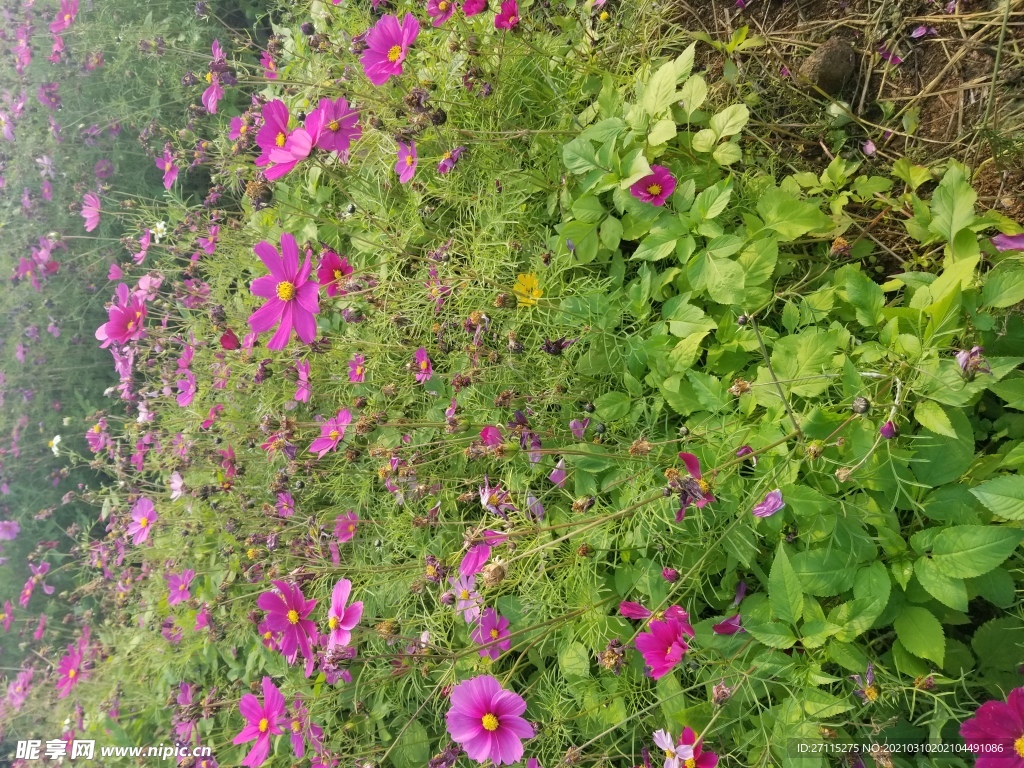 波斯菊