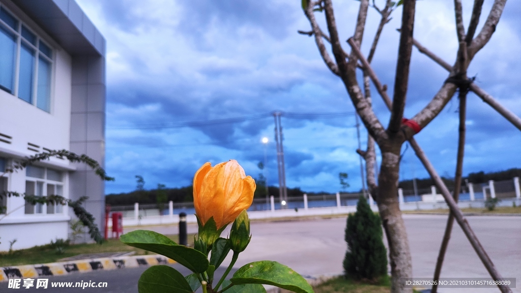 木槿花