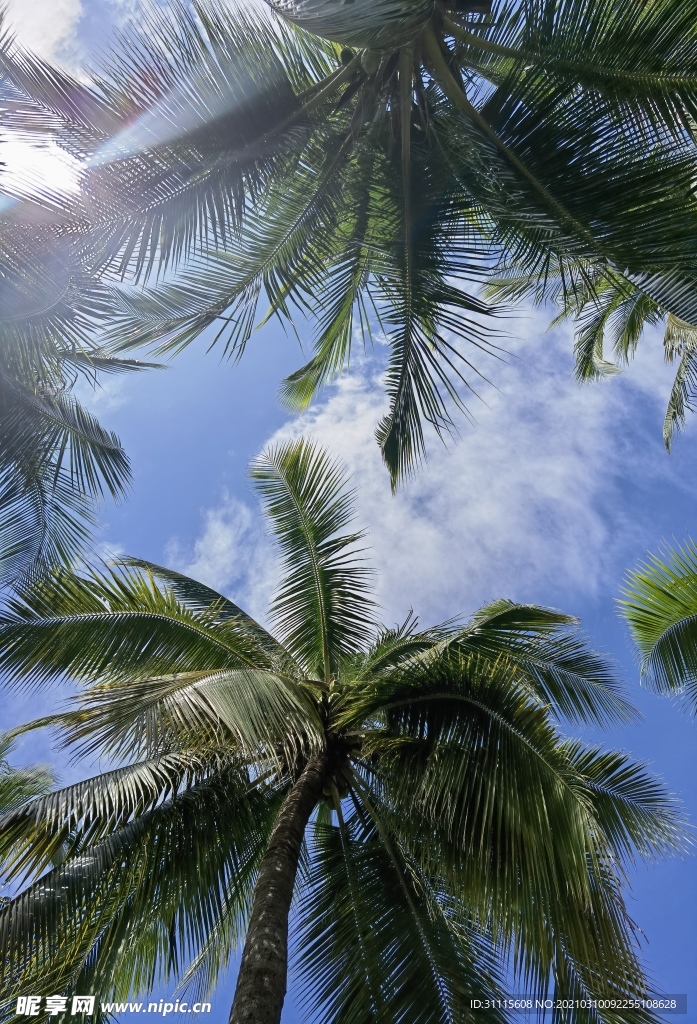 仰拍椰子树