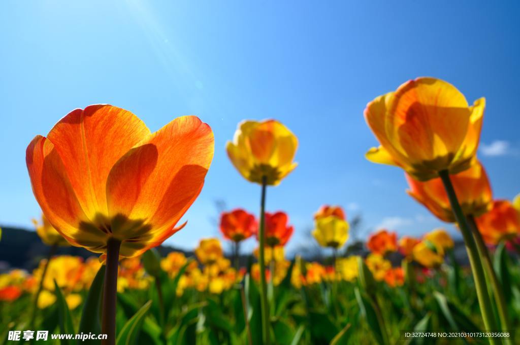 花