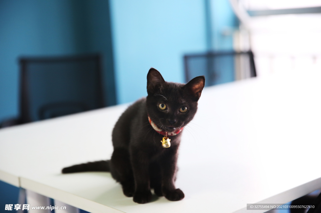 黑猫