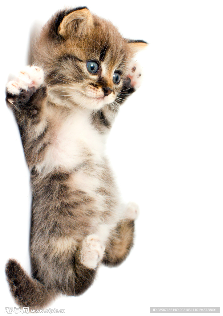 猫咪
