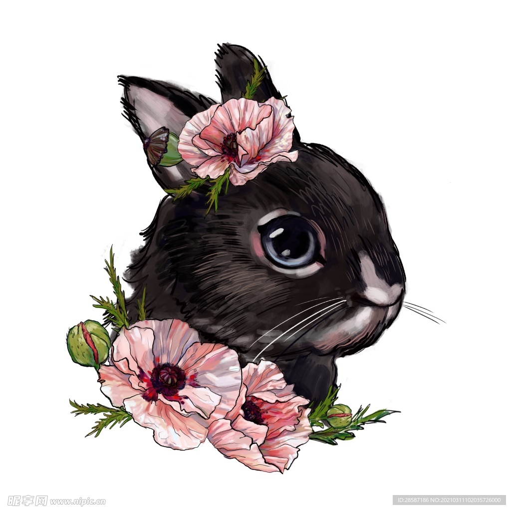 兔子