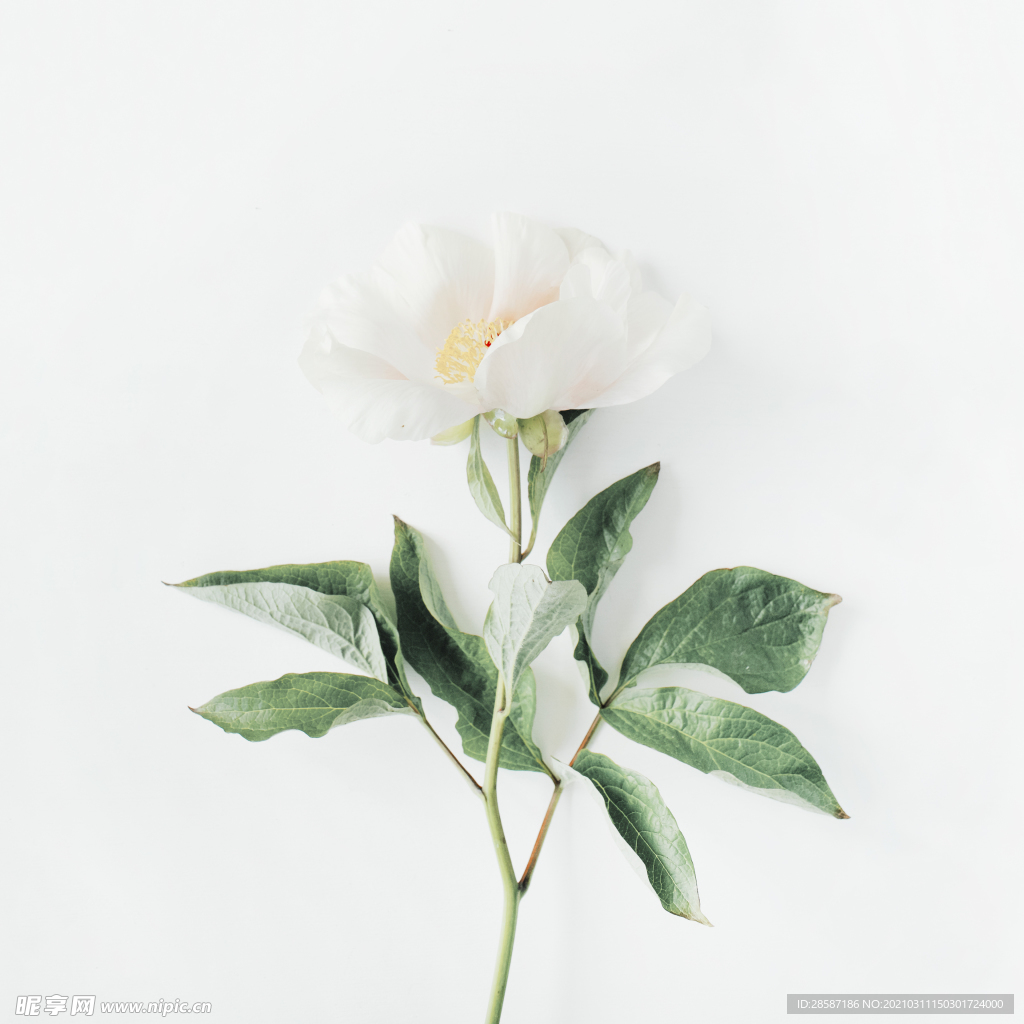 花特写