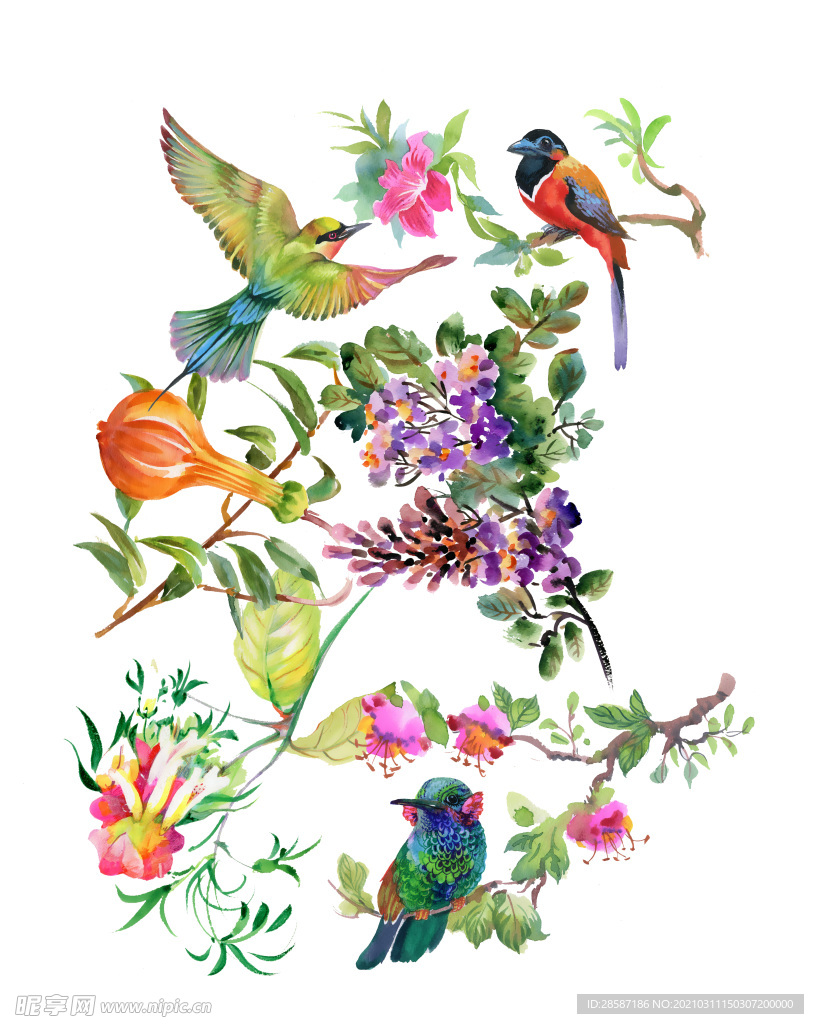 花鸟