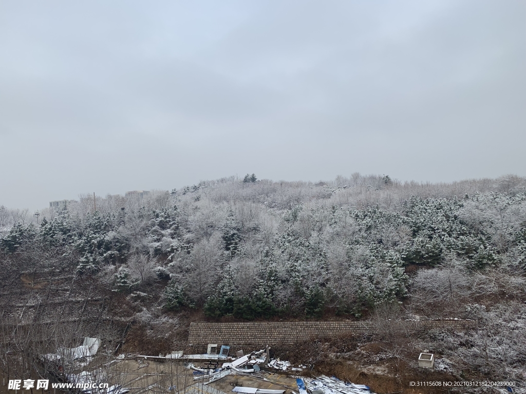 雪松