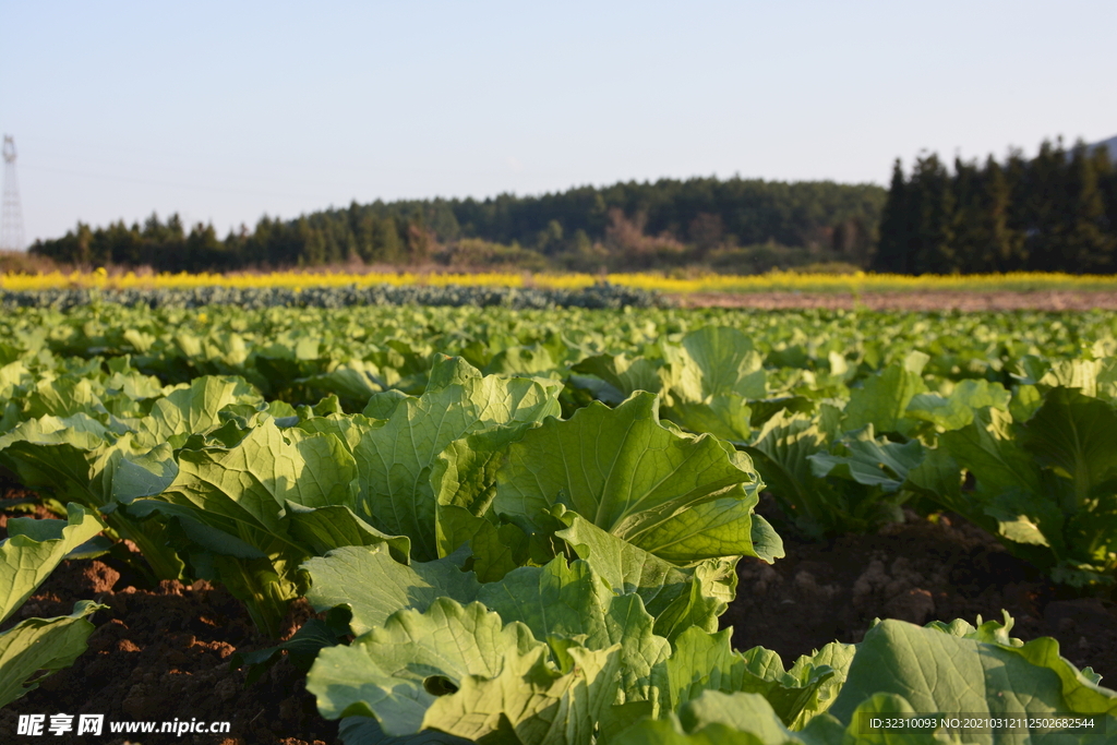 田野   摄影图   田地