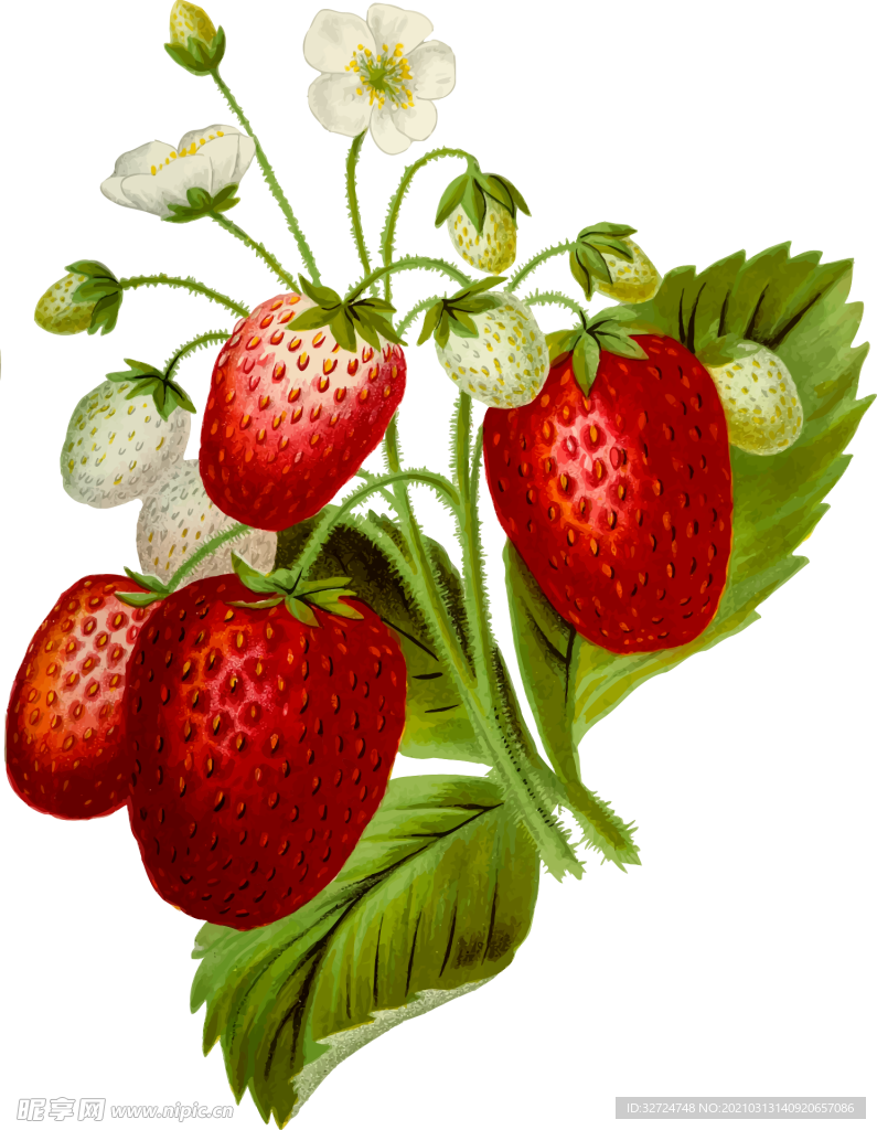 草莓插画