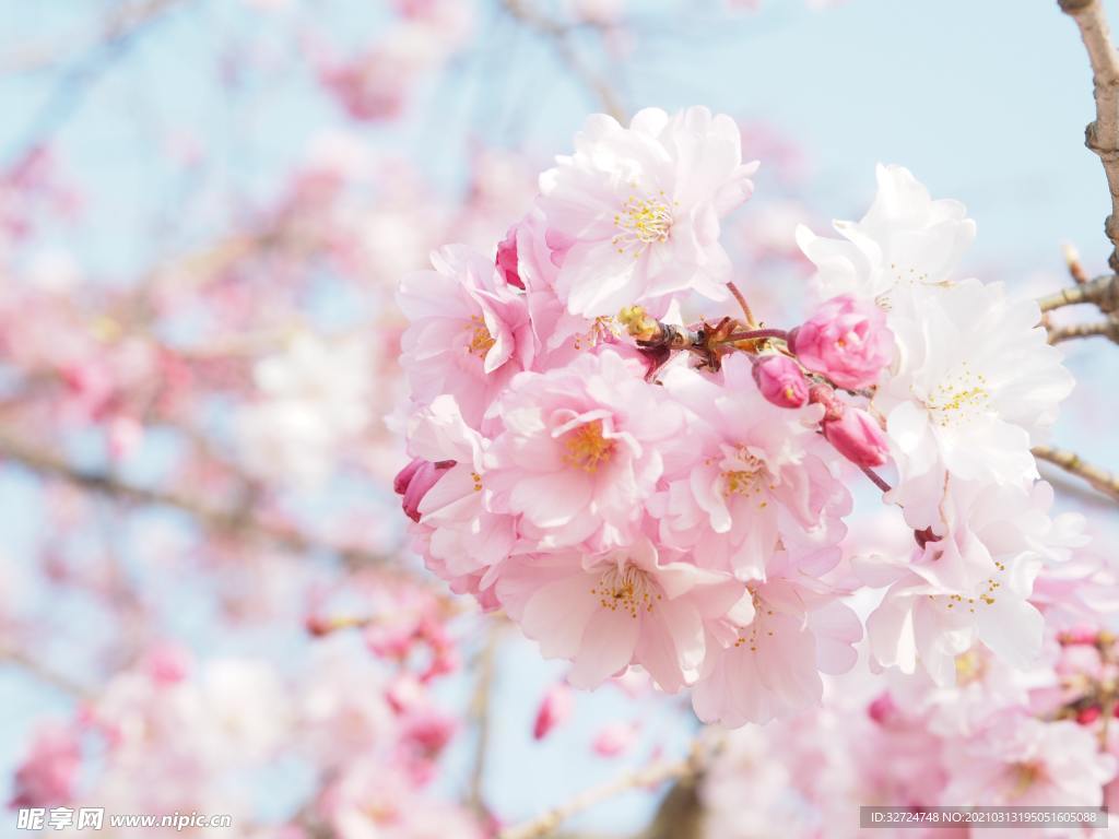 樱花