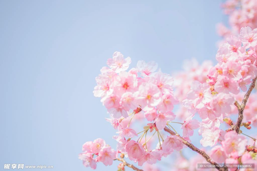 樱花