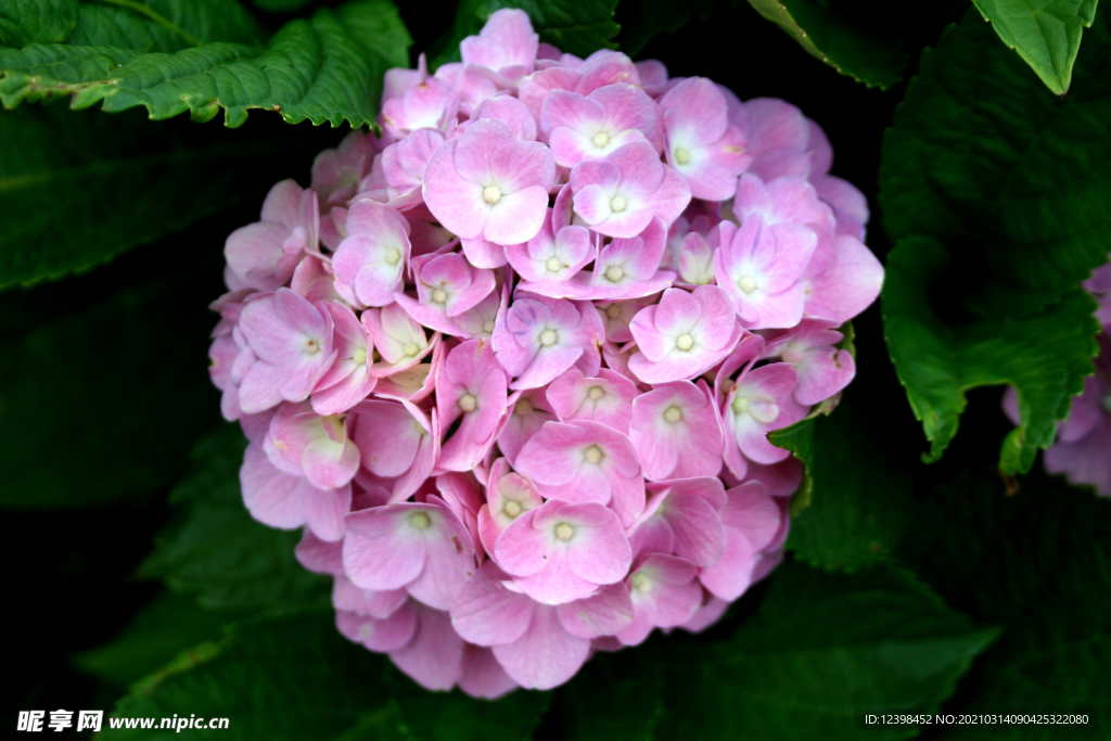 花开正艳的绣球花