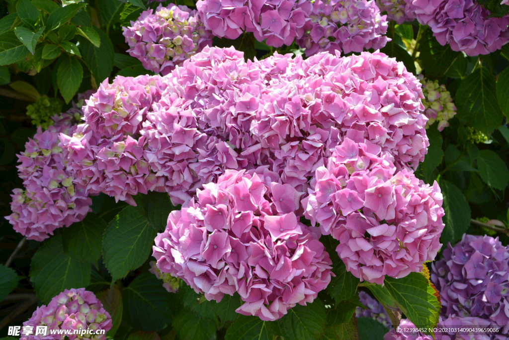 花开正艳的绣球花