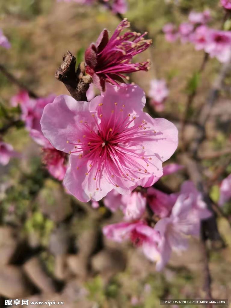 桃花