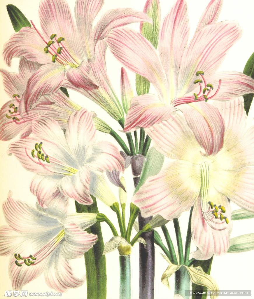 手绘花朵