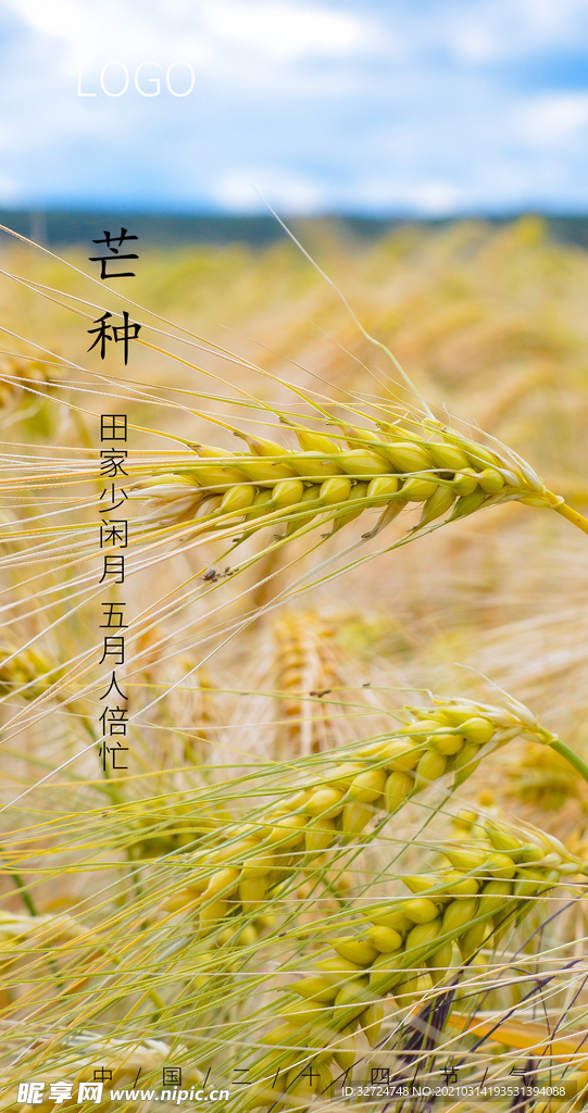 芒种