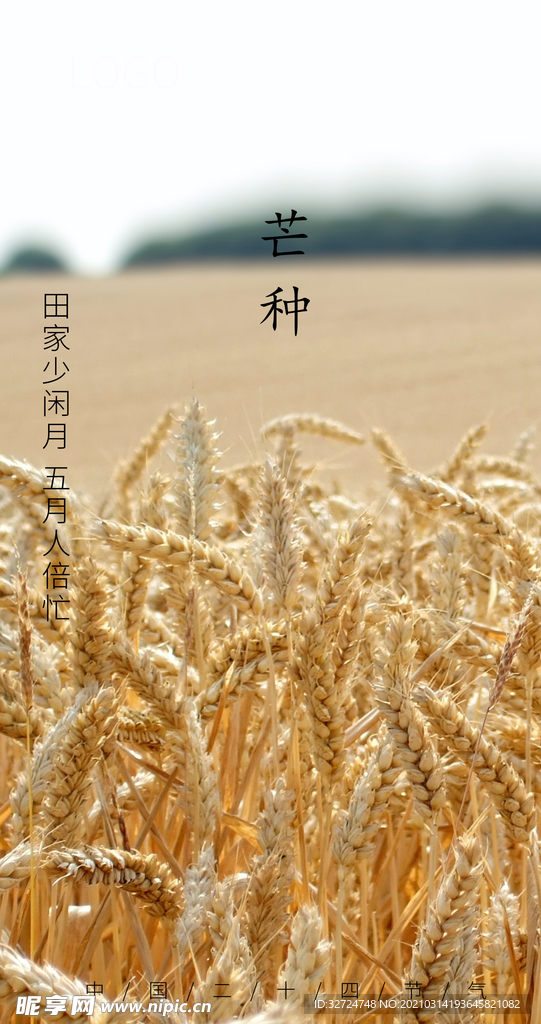 芒种