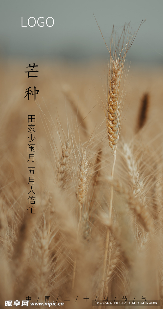 芒种